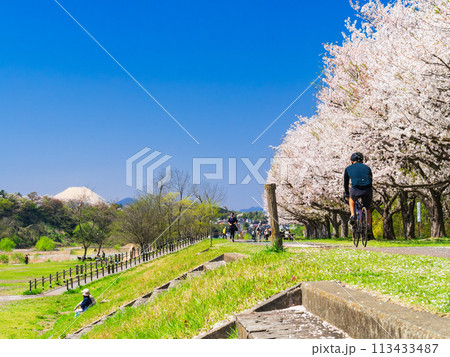 富士山を望む多摩川サイクリングロード 春景 富士山を望む多摩川サイクリングロード 春景 113433487