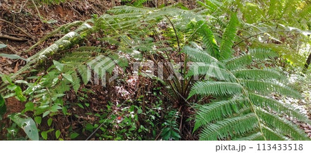 leaves of the fern species native to the vegetation of Chapada do Araripe, southern Ceara - Brazil 113433518