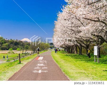 春の多摩川河川敷　富士山と桜 113433651