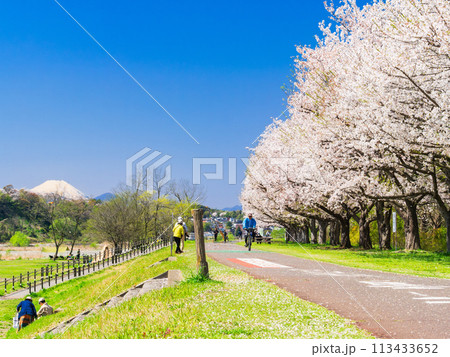 春の多摩川河川敷 富士山と桜 春の多摩川河川敷 富士山と桜 113433652
