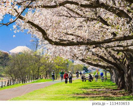 春の多摩川河川敷　富士山と桜 113433653