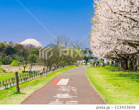 春の多摩川河川敷 富士山と桜 春の多摩川河川敷 富士山と桜 113433656