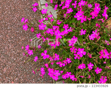 道路に咲くツルコサクラ 113433926