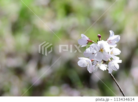 かわいい桜の花 かわいい桜の花 113434614