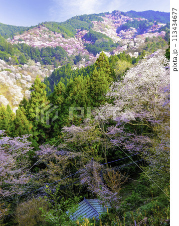 一目千本（縦） 113434677