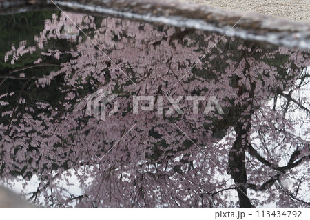 映り込んだ桜の花 映り込んだ桜の花 113434792