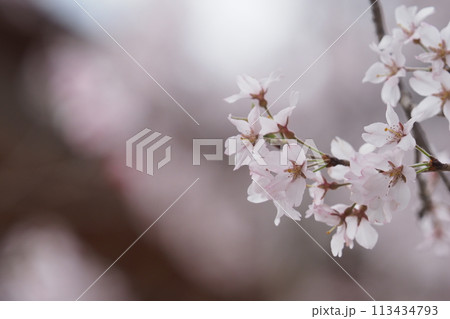 桜の花のアップ 113434793