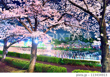 ライトアップされた夜桜と鯉のぼり 113434913