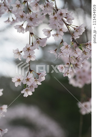 満開の枝垂れ桜の花 113434959