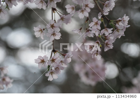 満開の枝垂れ桜の花とこもれ日 113434960