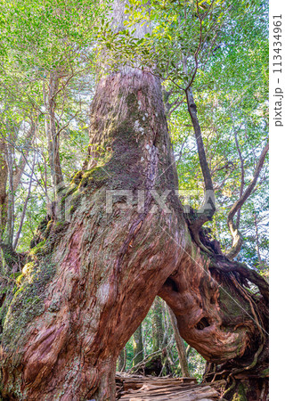 屋久島白谷雲水峡　人気の屋久杉くぐり杉(1月) 113434961