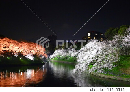 千鳥ヶ淵のライトアップされた夜桜の春風景 千鳥ヶ淵のライトアップされた夜桜の春風景 113435134