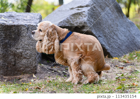 American Cocker Spaniel poops while walking in the park. 113435154