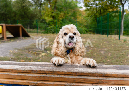 American Cocker Spaniel in a specially equipped dog walking area. American Cocker Spaniel in a specially equipped dog walking area. 113435178