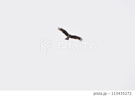 薄曇りの空を飛ぶトビ 113435272