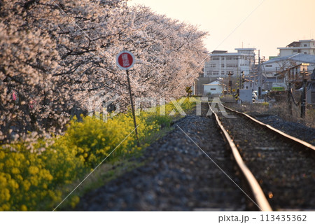北真岡桜菜の花街道の夕（上り向き） 113435362