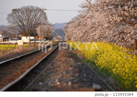 北真岡桜菜の花街道の夕(下り向き) 北真岡桜菜の花街道の夕(下り向き) 113435364