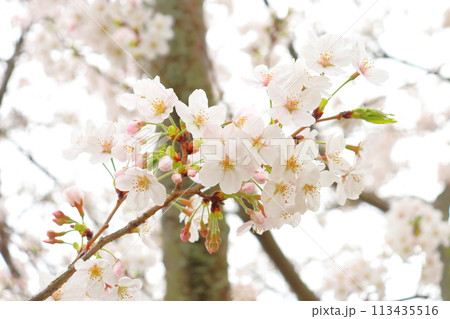 曇り空と桜 113435516