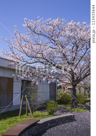 満開の桜の花と湖山池 鳥取県 湖山池 113435644