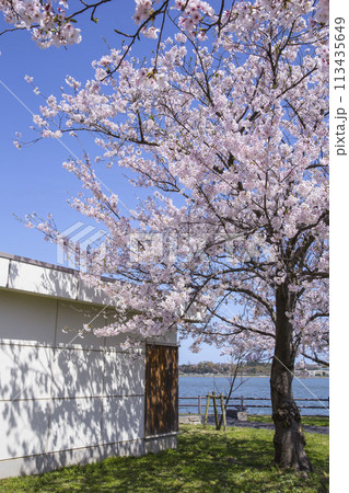 満開の桜の花と湖山池 鳥取県 湖山池 113435649