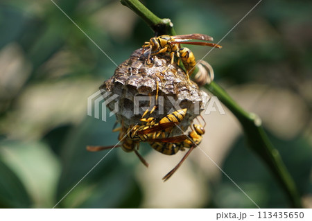 ハチの巣　発見 113435650