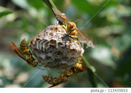 危ない昆虫　ハチ 113435653