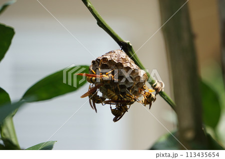 除去、駆除対象ハチの巣 113435654