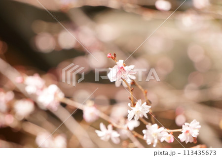 春の日差しを浴びる早咲きの桜11 113435673