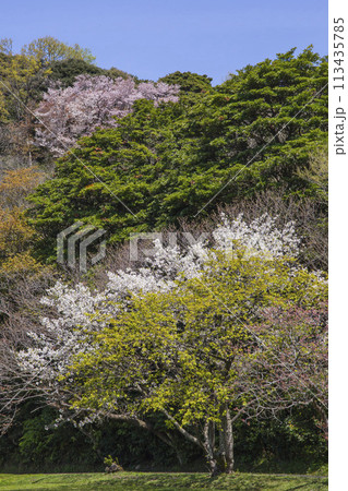 満開の桜の花と湖山池 鳥取県 青島 113435785