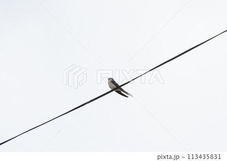 曇り空の下電線にとまったツバメ 113435831