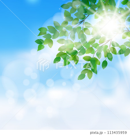 新緑 葉 風景 背景 新緑 葉 風景 背景 113435959