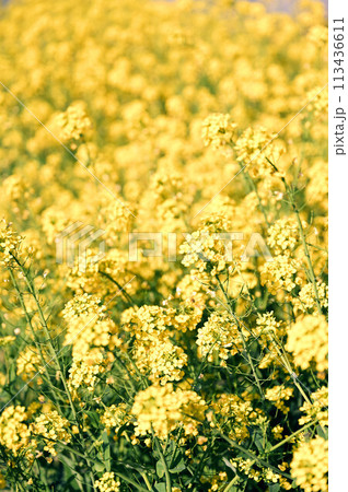 黄色い菜の花畑 黄色い菜の花畑 113436611