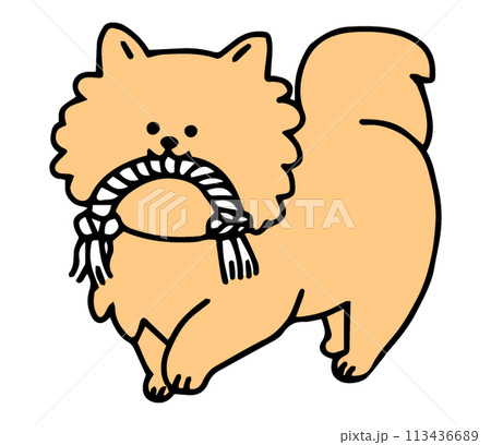 ロープのおもちゃを齧む犬 113436689