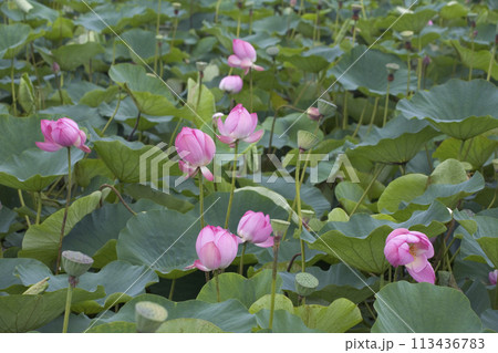 初夏の蓮池に咲くハスの花 初夏の蓮池に咲くハスの花 113436783