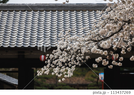 名古屋城と桜 113437269