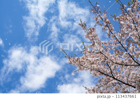 大台町　さくらの里 113437661