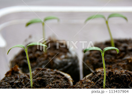 発芽したミニトマト 発芽したミニトマト 113437904
