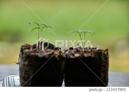 窓辺に置かれた発芽したミニトマト 113437905