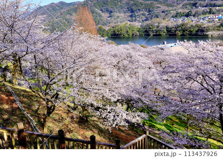 神奈川津久井湖城山公園　サクラの風景 113437926