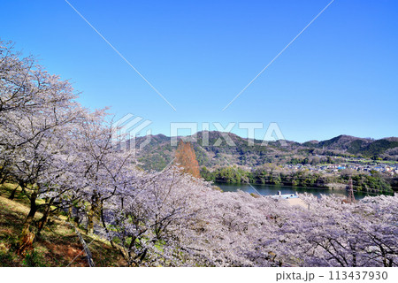 神奈川津久井湖城山公園 サクラの風景 神奈川津久井湖城山公園 サクラの風景 113437930