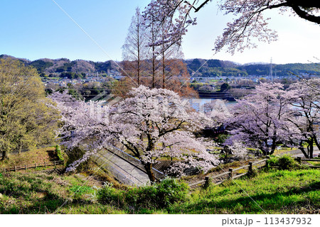 神奈川津久井湖城山公園 サクラの風景 神奈川津久井湖城山公園 サクラの風景 113437932