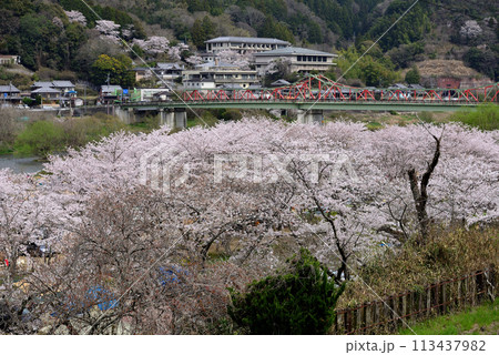 春の京都府笠置町～木津川の桜 113437982