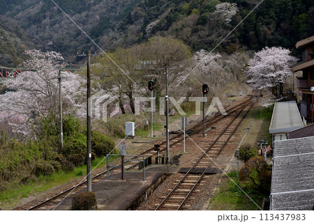 春の関西本線～笠置駅 113437983