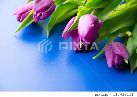 Flowers tulips pink with bright green stems and leaves on a blue background. 113438111