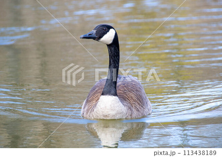 Canadian geese, Branta canadensis on the lake. 113438189