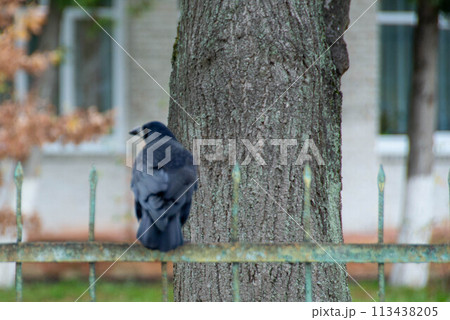 American crow is the common crow over American crow is the common crow over 113438205