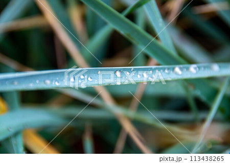 Thatched grass in close-up shot and creative layout made of green leaves. 113438265