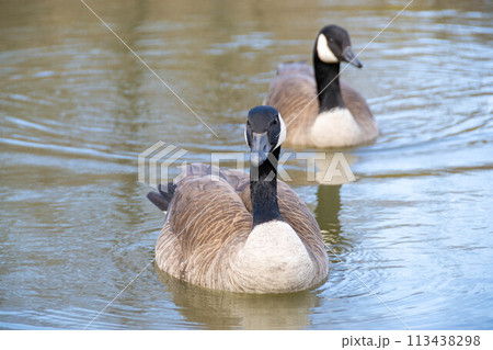 Canadian geese, Branta canadensis on the lake. Canadian geese, Branta canadensis on the lake. 113438298