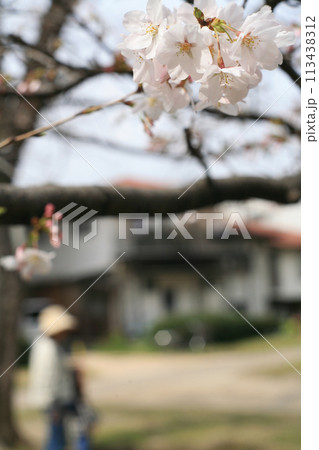 桜の花と母娘 113438312