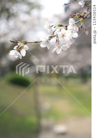 桜の花と花びら 桜の花と花びら 113438314